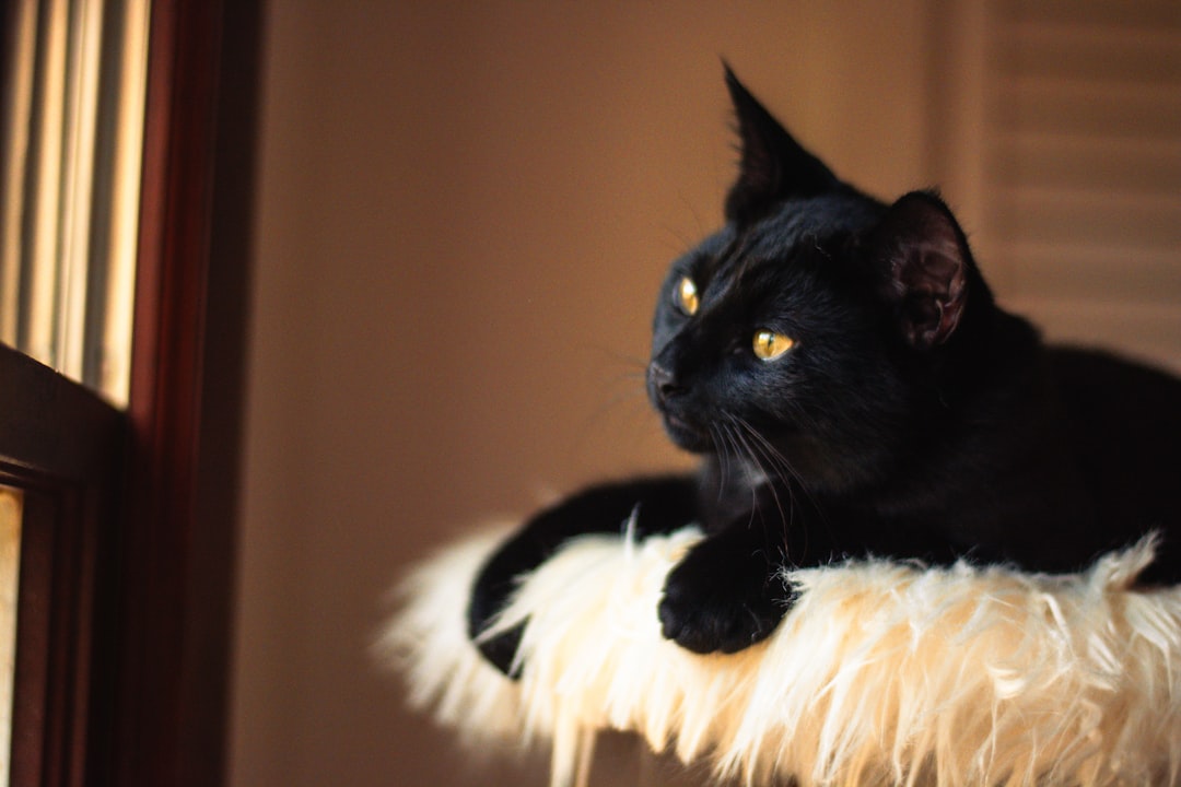 What Breed is a Tuxedo Cat: Unveiling the Mystery
