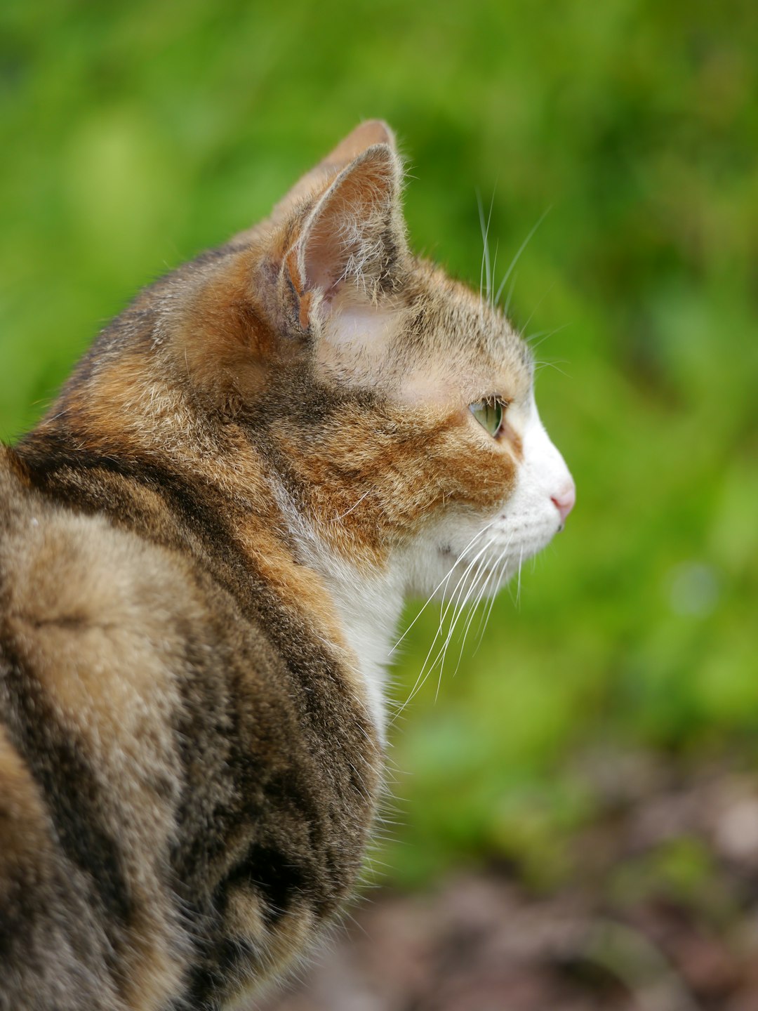 What Breed of Cat Does Taylor Swift Have: A Feline Fascination