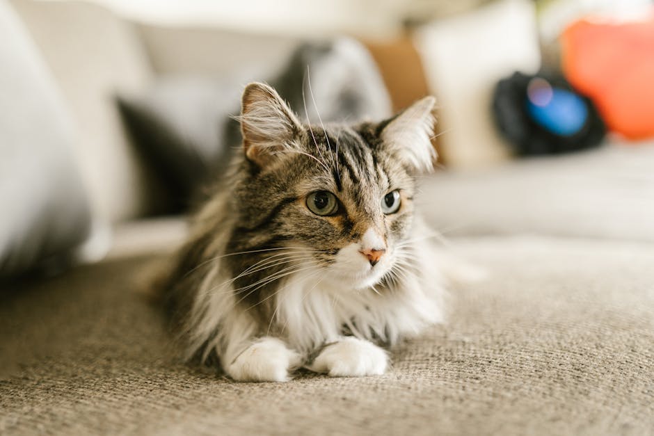 What Breed of Cat is Grey And White: Discover Top Breeds