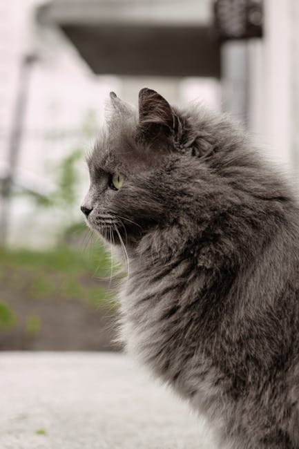 What Breed of Cat is a Tabby: Unveiling Feline Mysteries