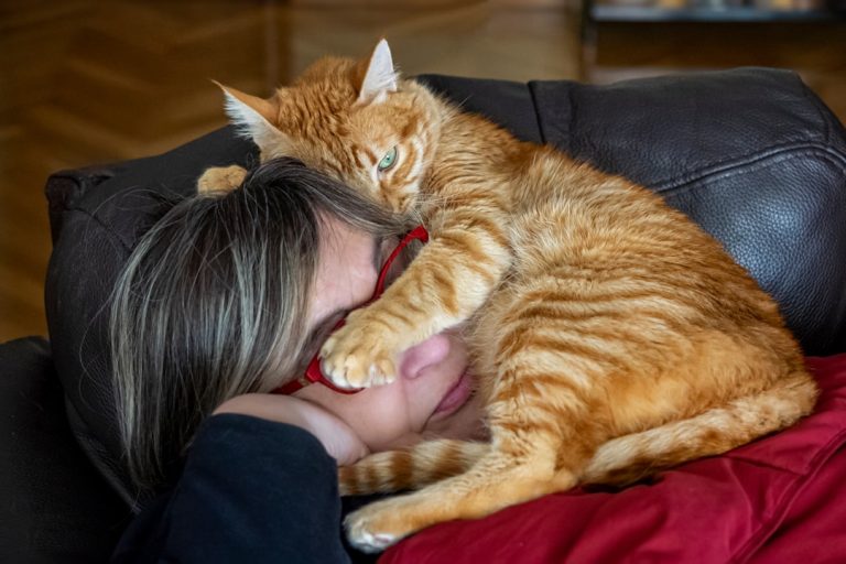 What Breed of Cat is the Most Affectionate: Discover Now!