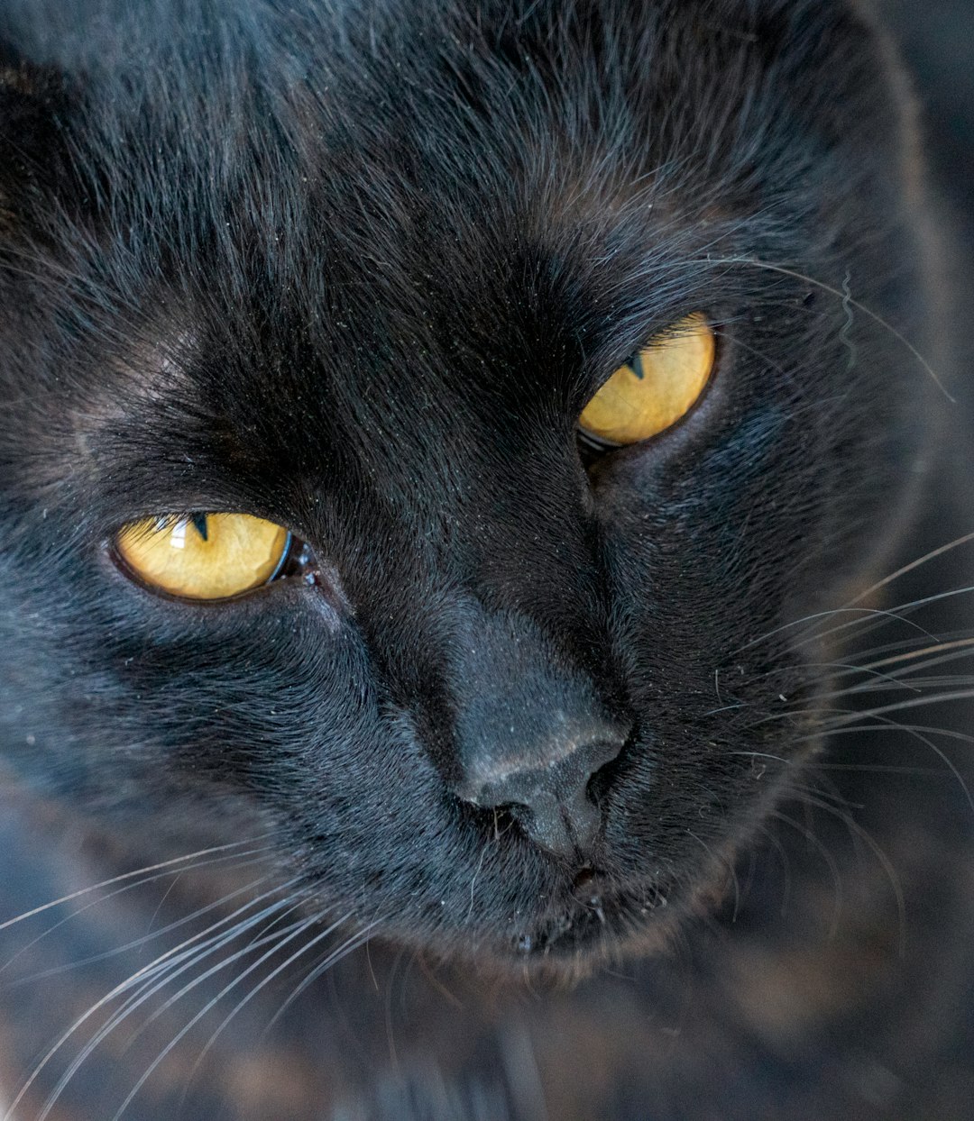 What Breed of Cats are Black: Discover Stunning Varieties