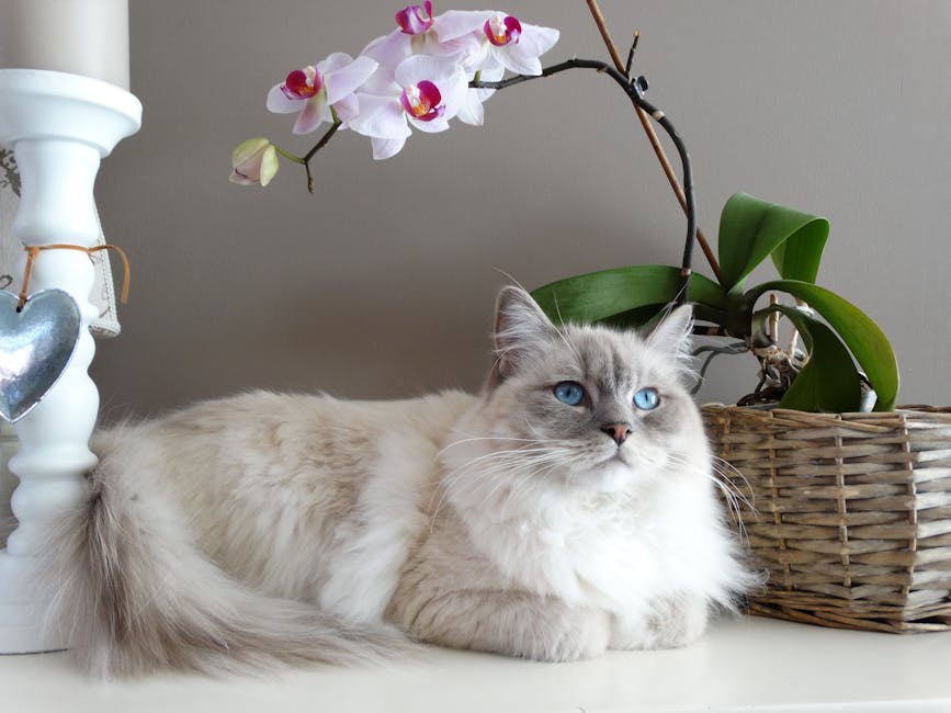 What Breed of Domestic Cat is the Largest: Discover Now