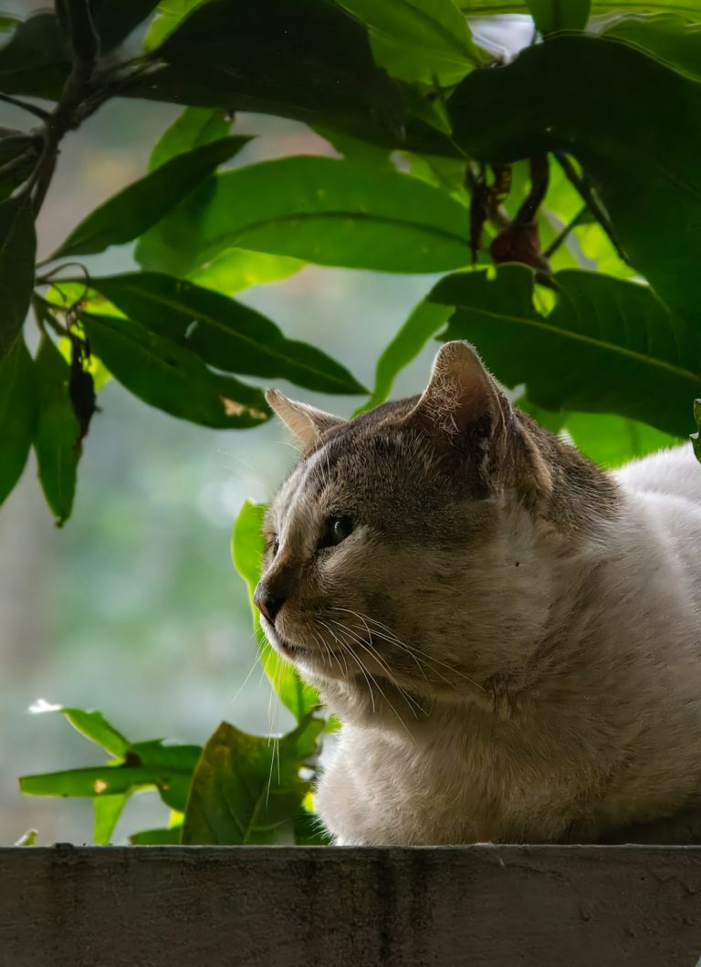 What Breeds Make a Ragdoll Cat: Discover Origins