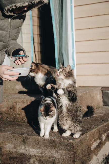 What Cat Food is Best for Cats With Kidney Problems: Expert Guide