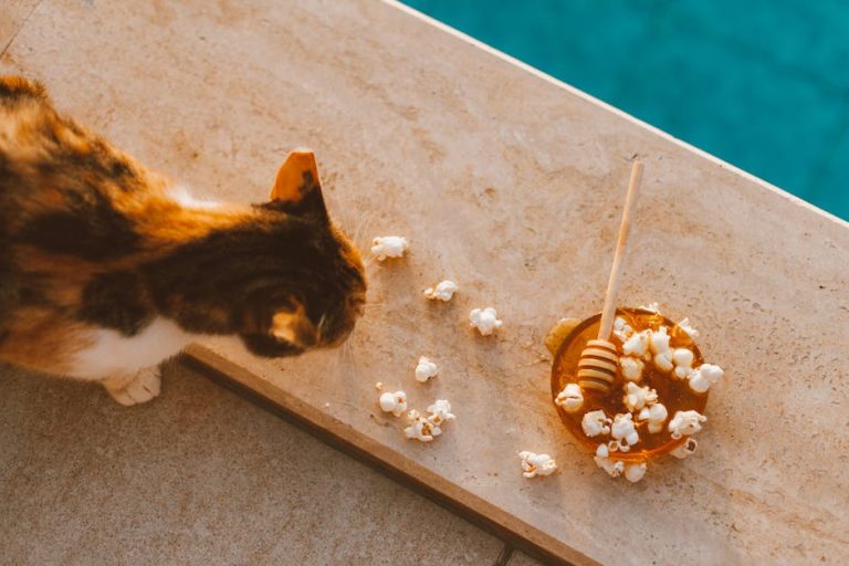 What Cat Food is Best for Senior Cats: Top Picks