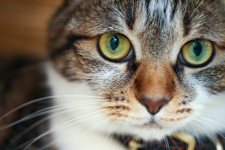 What Percentage of People are Allergic to Cats: Surprising Stats