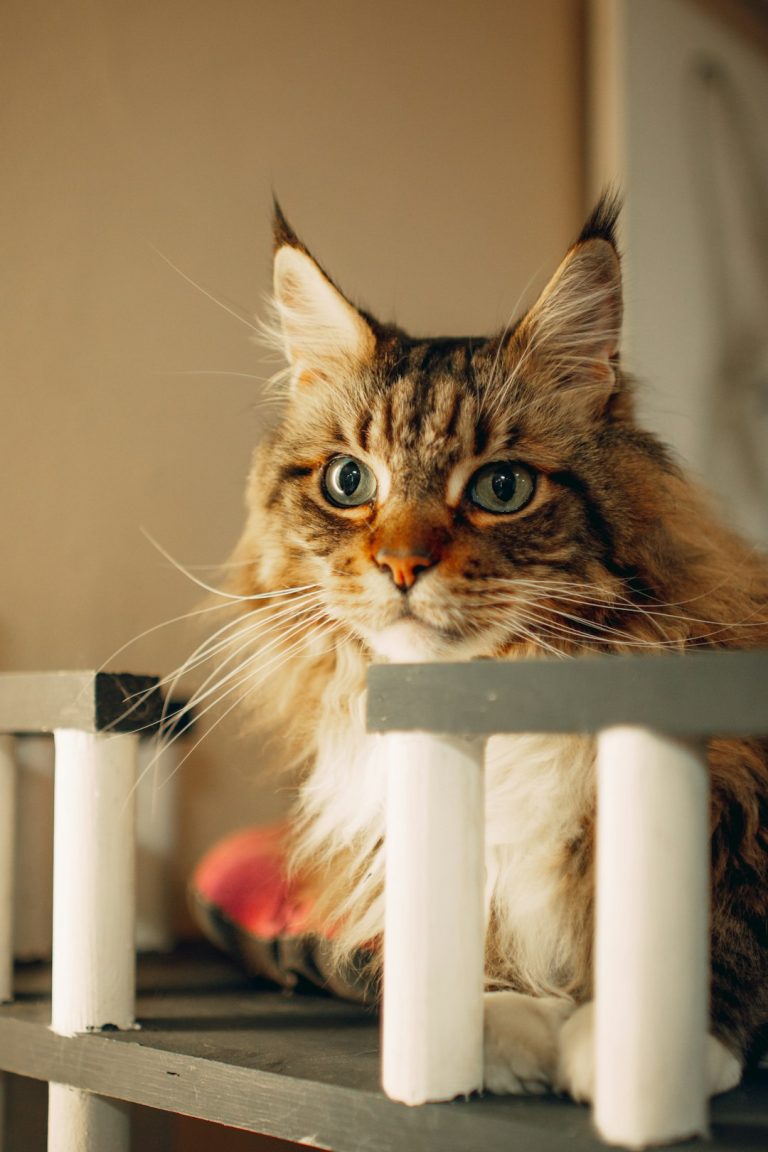 What Protein Percentage is Best for Cats: Optimal Guide
