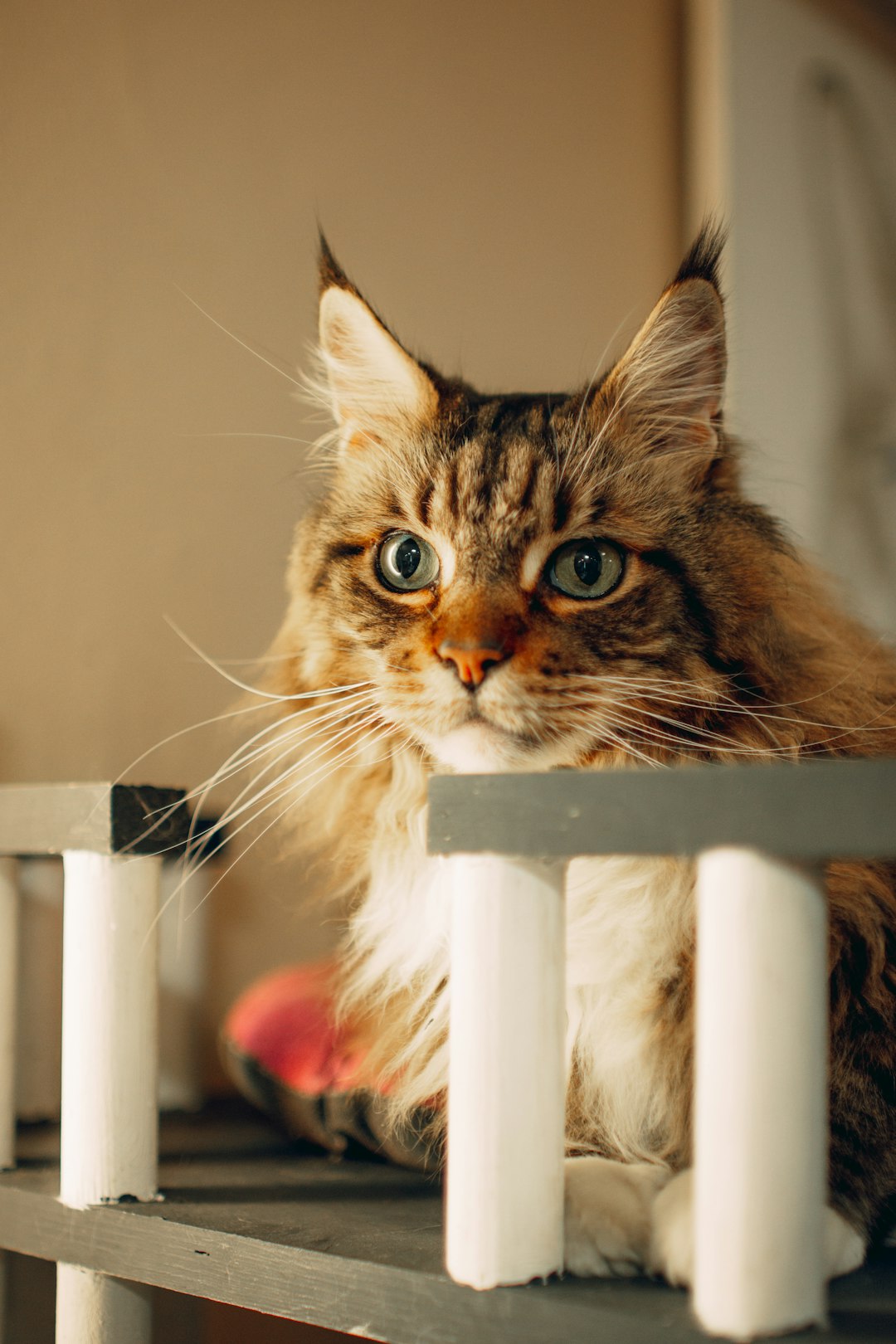 What Protein Percentage is Best for Cats: Optimal Guide