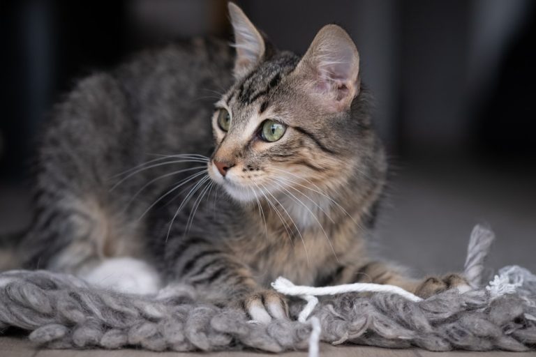 What Rope is Best for Cat Scratching Posts: Top Picks