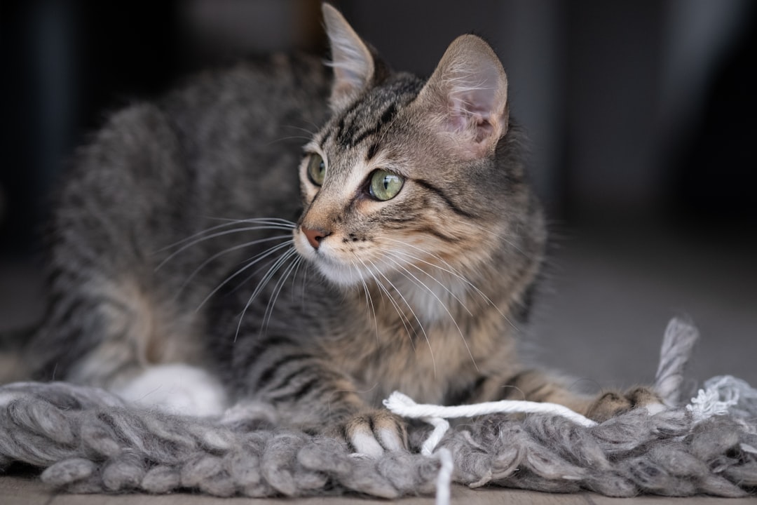 What Rope is Best for Cat Scratching Posts: Top Picks
