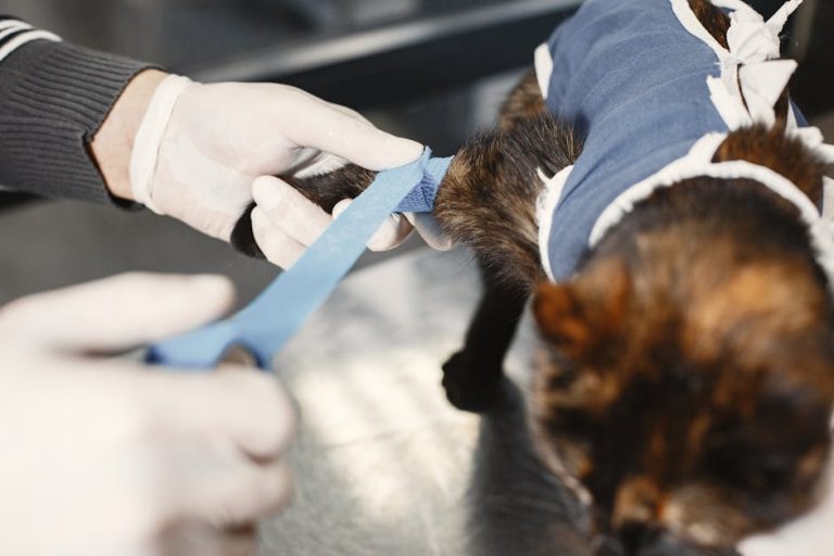 What Vet is the Best for Cat Surgery in WV: Top Picks