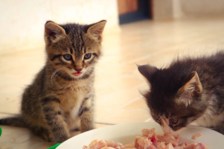 What Wet Cat Food is Best for Kittens: Top Picks