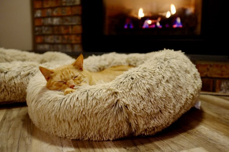 What are the Best Beds for Cats: Cozy Comfort Choices