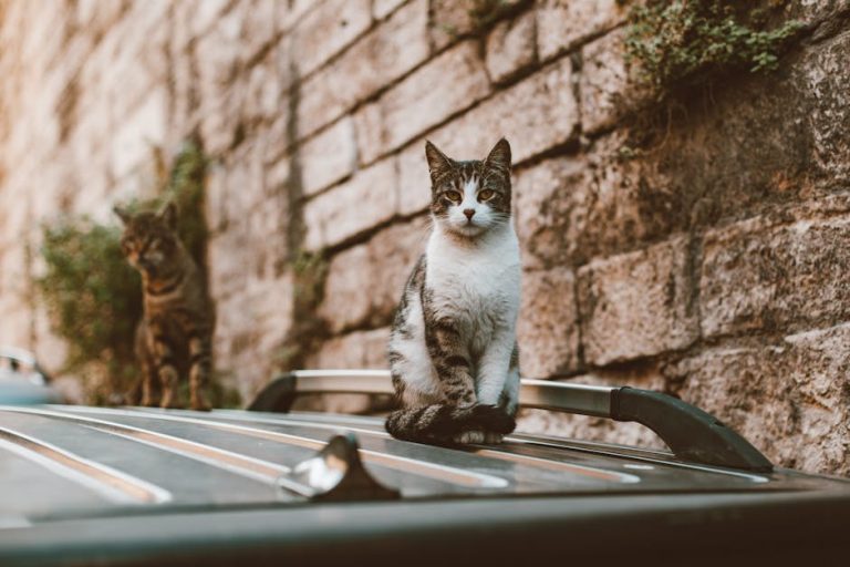What are the Biggest Domestic Cat Breeds: Top 5 Giants