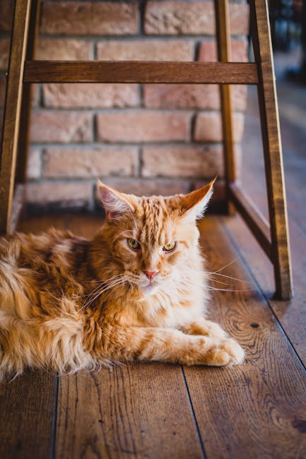 What are the Largest Cat Breeds: Discover Giant Felines