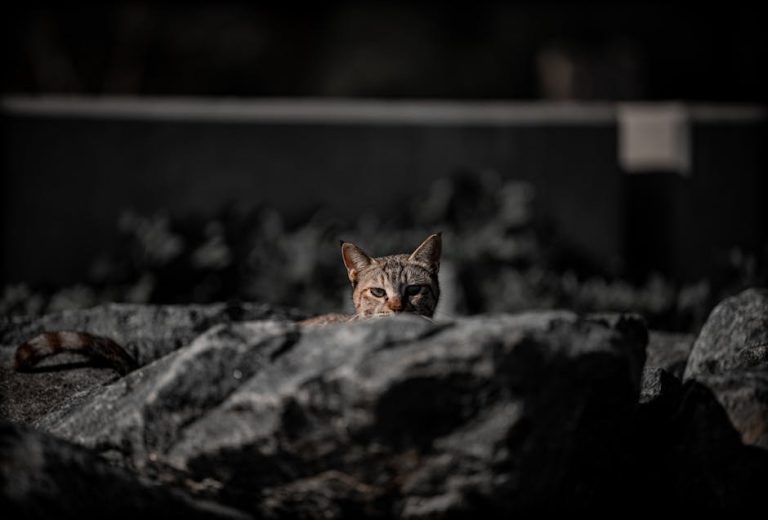 What is Good Cat Litter: Choosing the Best for Your Pet