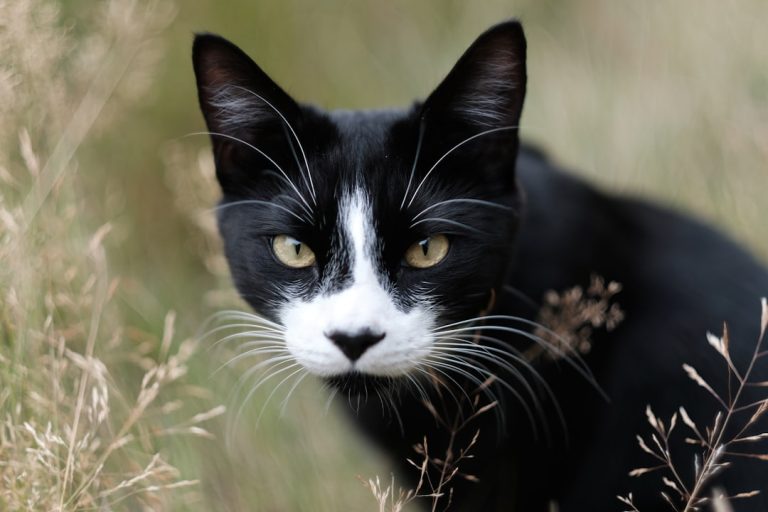 What is a Black And White Cat Breed: Unveiling Feline Elegance