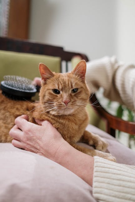 What is the Best Brush for a Cat: Ultimate Grooming Guide