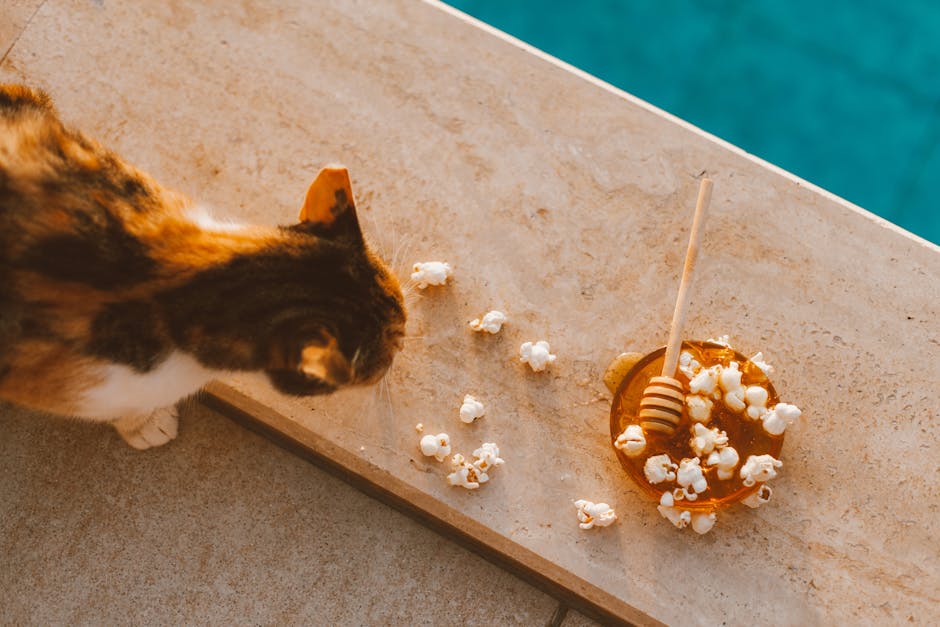 What is the Best Cat Food Brand for Kittens: Top Picks