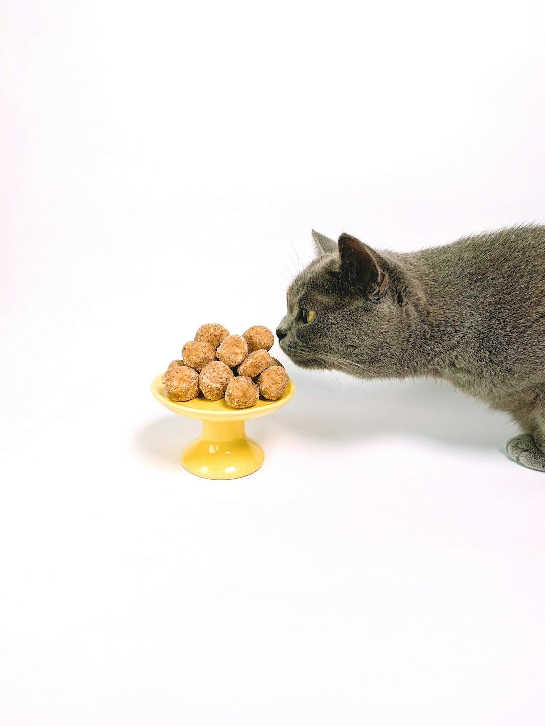What is the Best Cat Food for Cats: Top Picks Revealed