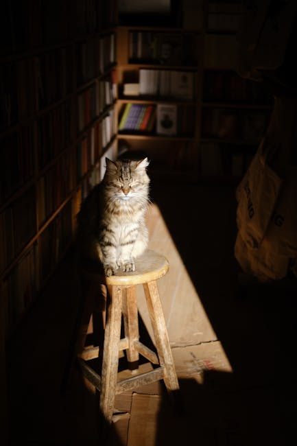 What is the Best Cat Litter for Cats: Ultimate Guide