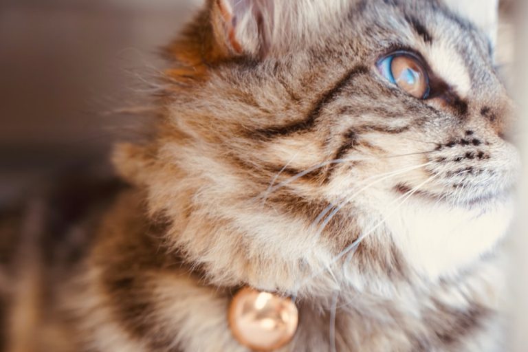 What is the Best Pet Insurance for Cats UK: Top Picks