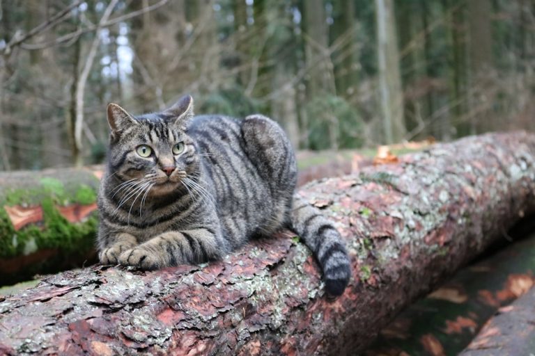 What is the Biggest Breed of Domestic Cat: Discover Giants