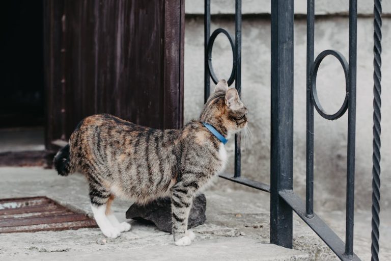 What is the Largest Breed of House Cat: Discover Giants