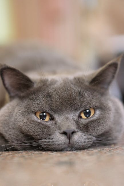 What is the Nicest Cat Breed: Discover the Friendliest Felines