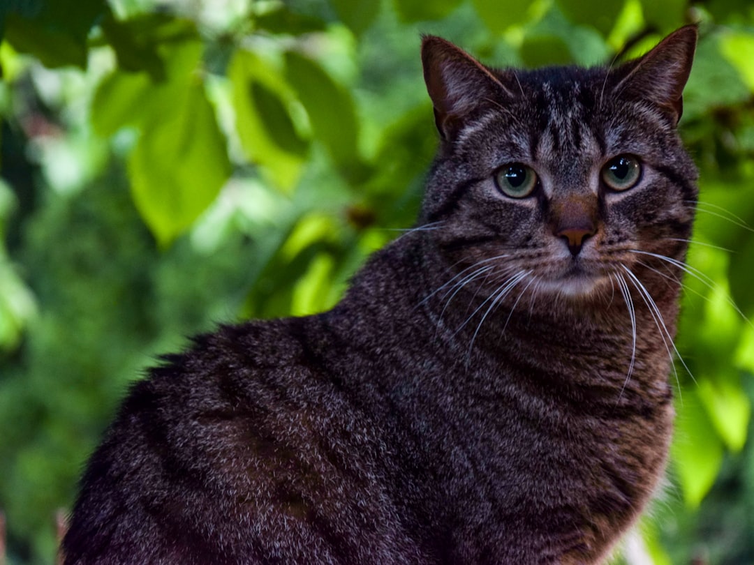 What’S the Largest Breed of Domestic Cat: Discover the Giant