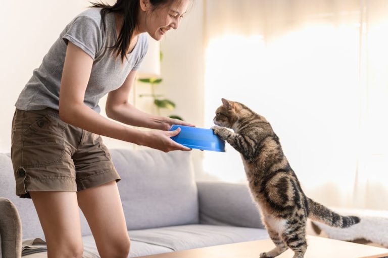 When Should a Kitten Eat Cat Food: Essential Guide