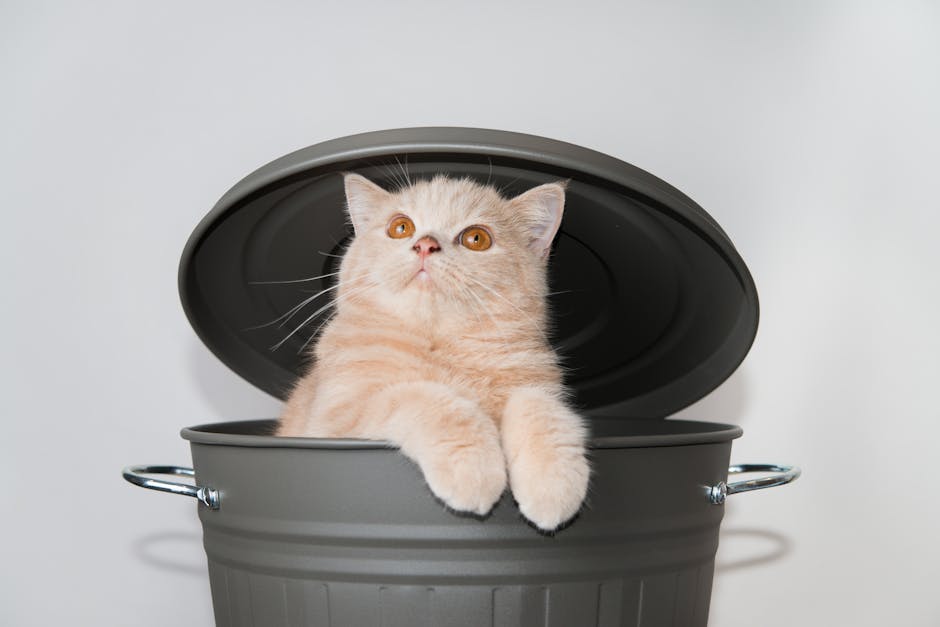 Where Can I Play With Cats near Me: Find Feline Fun