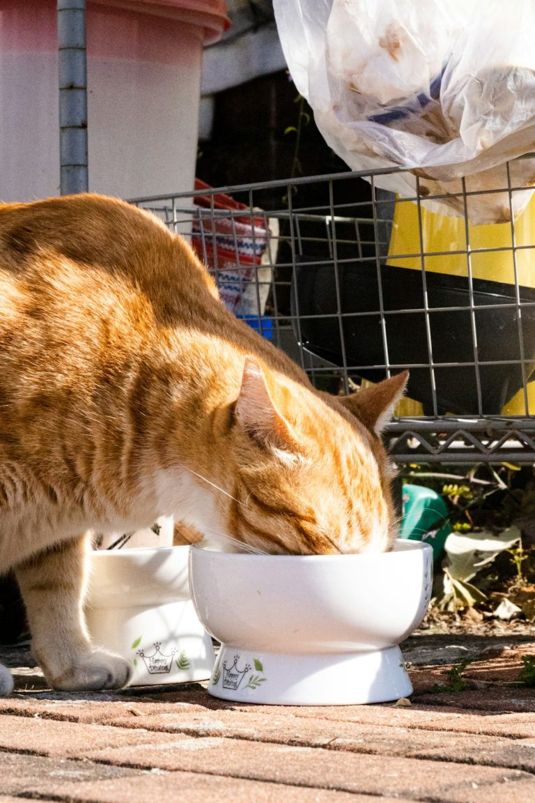 Where to Donate Cat Food: Best Local & Online Options