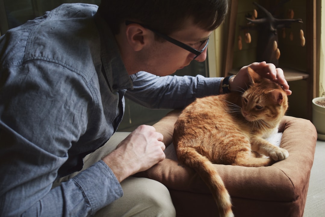 Where to Pet a Cat: Unlocking Feline Affection