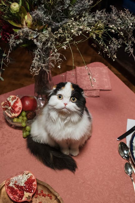 Which Cat Food Has Been Recalled: Essential Updates