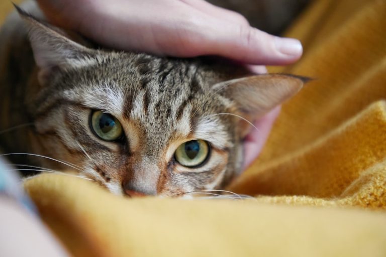 Why Do Cats Purr When You Pet Them: Unravel the Mystery