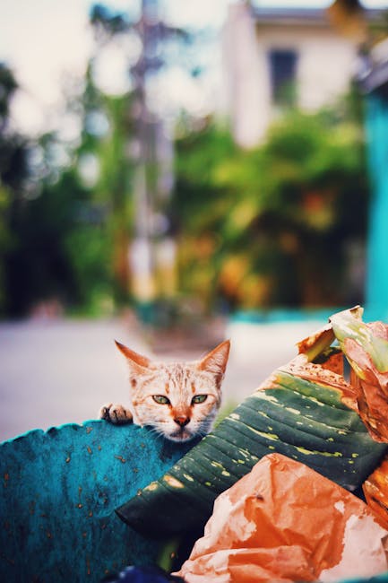 Why is My Cat Pooping Outside the Litter Tray: Uncover Solutions