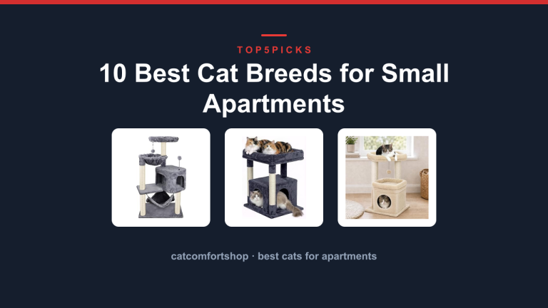 10 Best Cat Breeds for Small Apartments