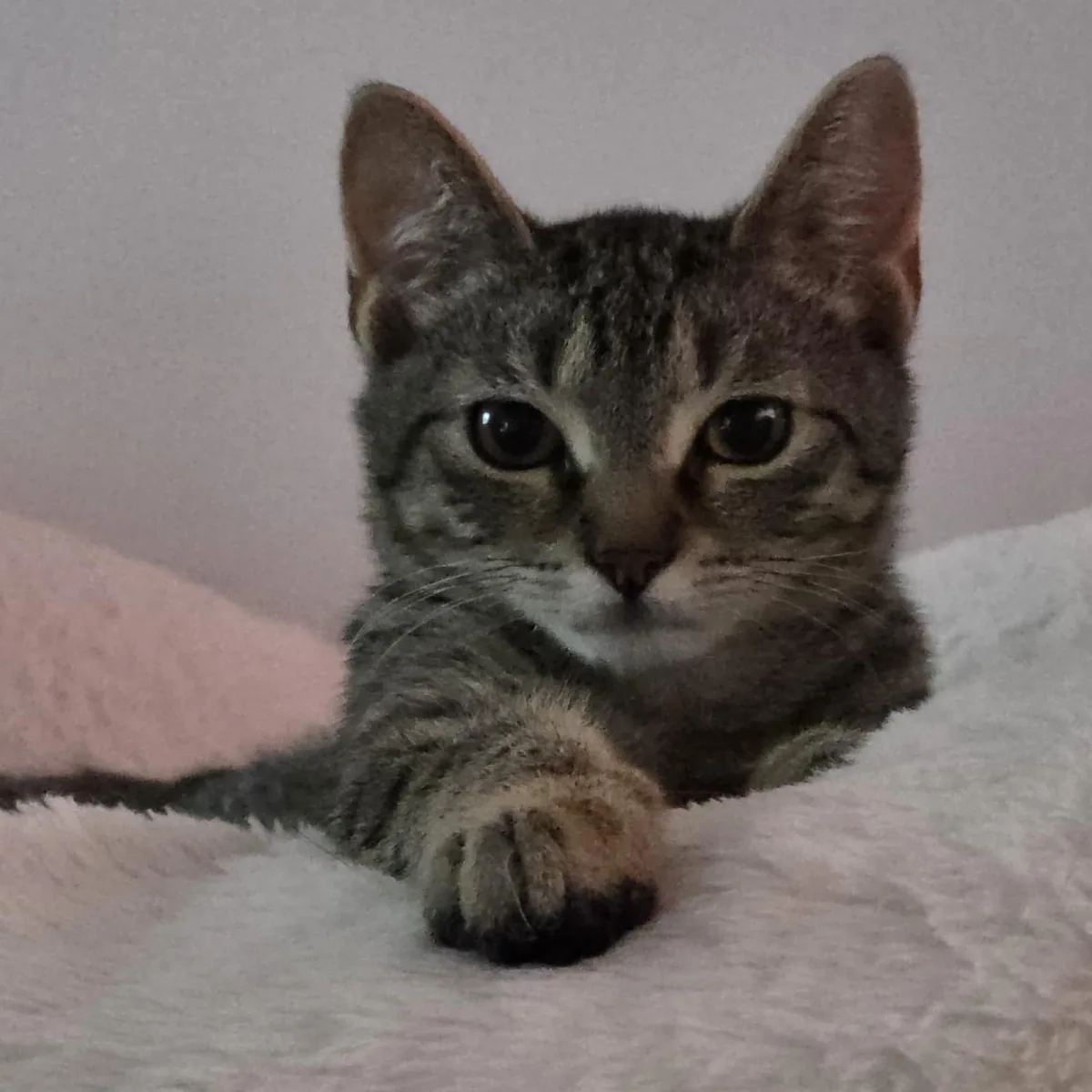 Adoption center personality testing