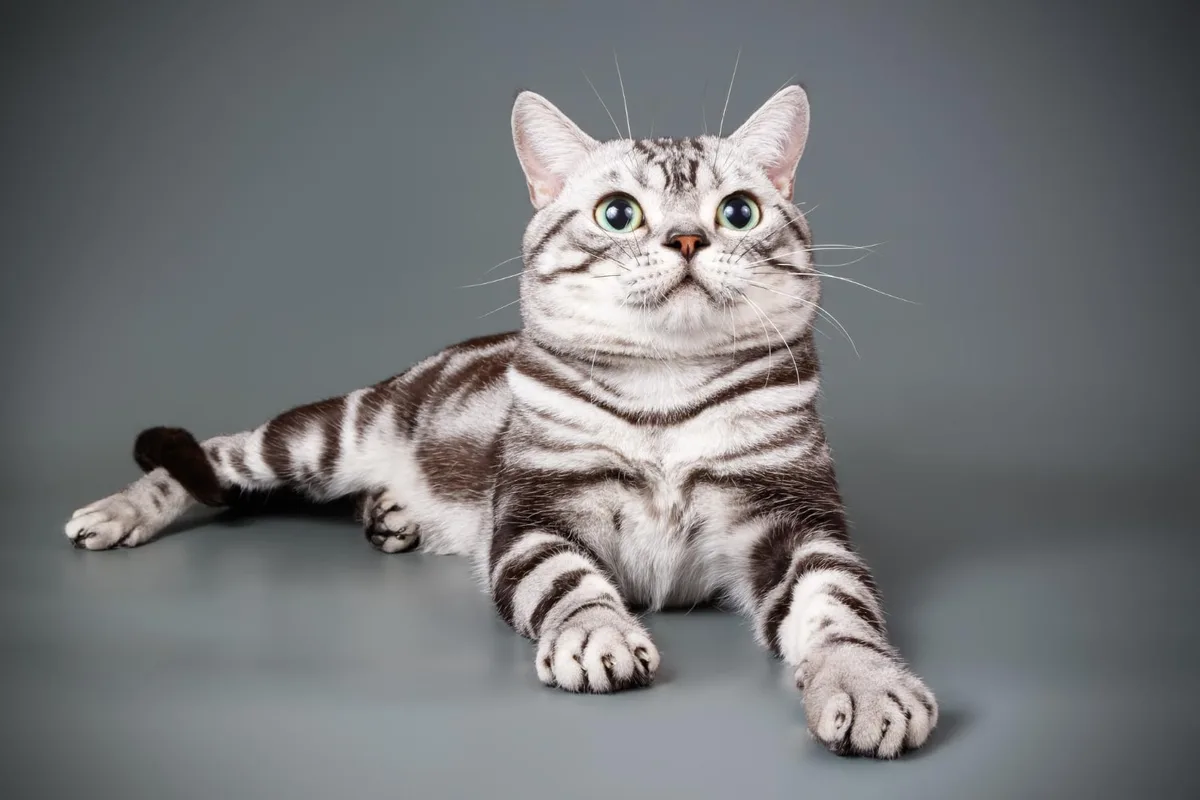 american shorthair cat hunting instinct