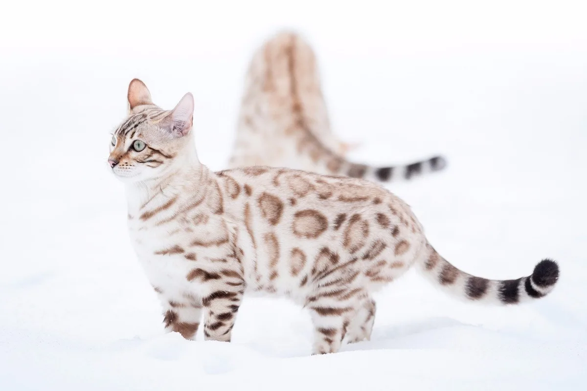 Bengal cat colors and patterns
