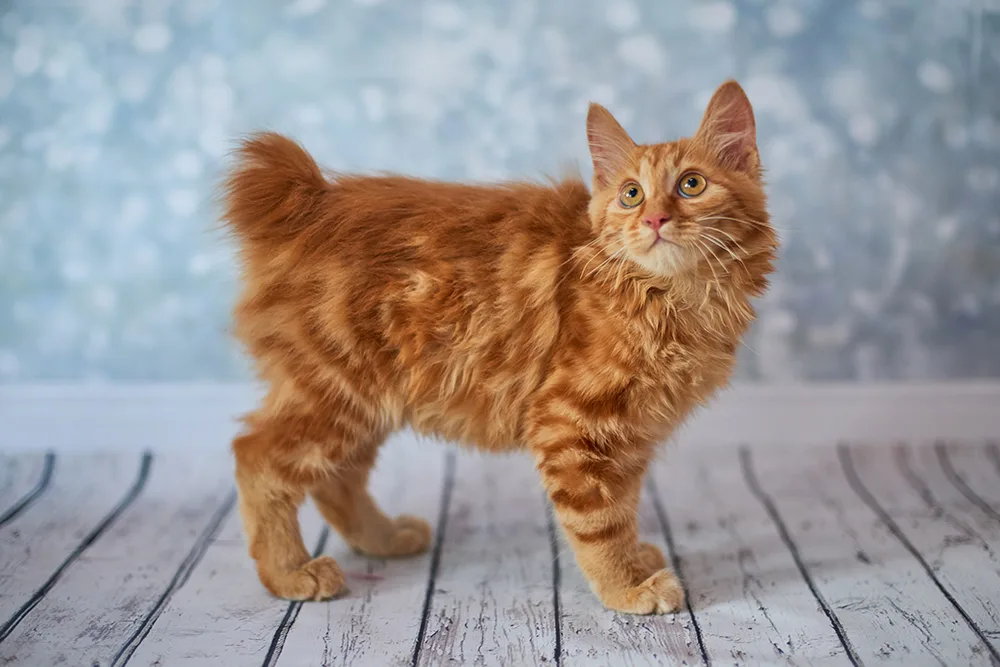 bobcat tail length comparison