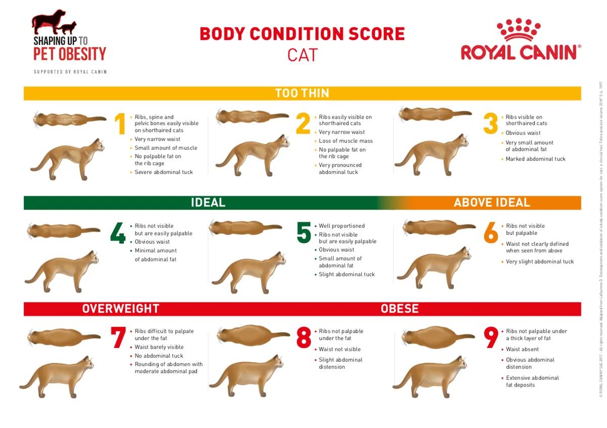 Body Condition Score (BCS)