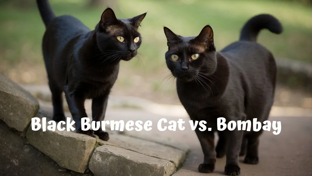 Bombay vs Burmese vs Black Domestic Shorthair