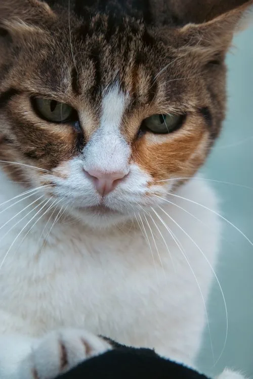 calico tortoiseshell cat whisker colors
