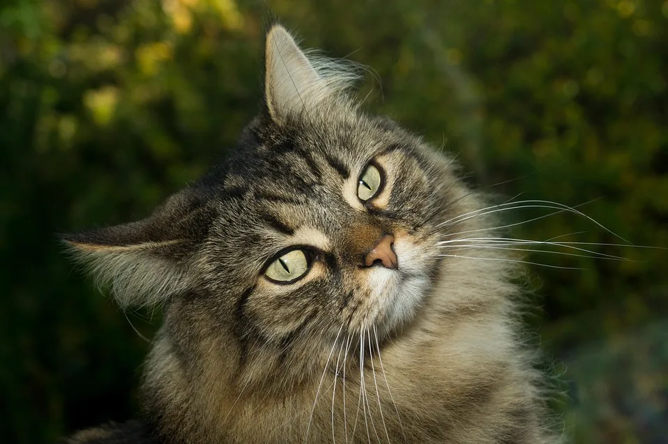 Why Your Cat Loves Belly Rubs (It’s Not What You Think)