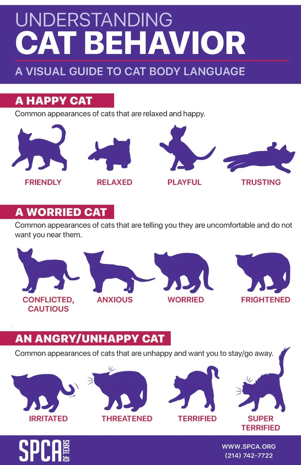 cat body language discipline vs aggression