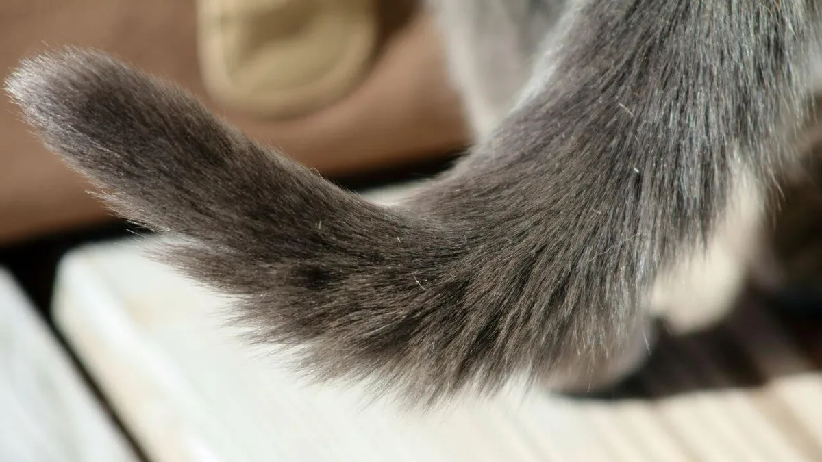 cat body language overstimulation signs