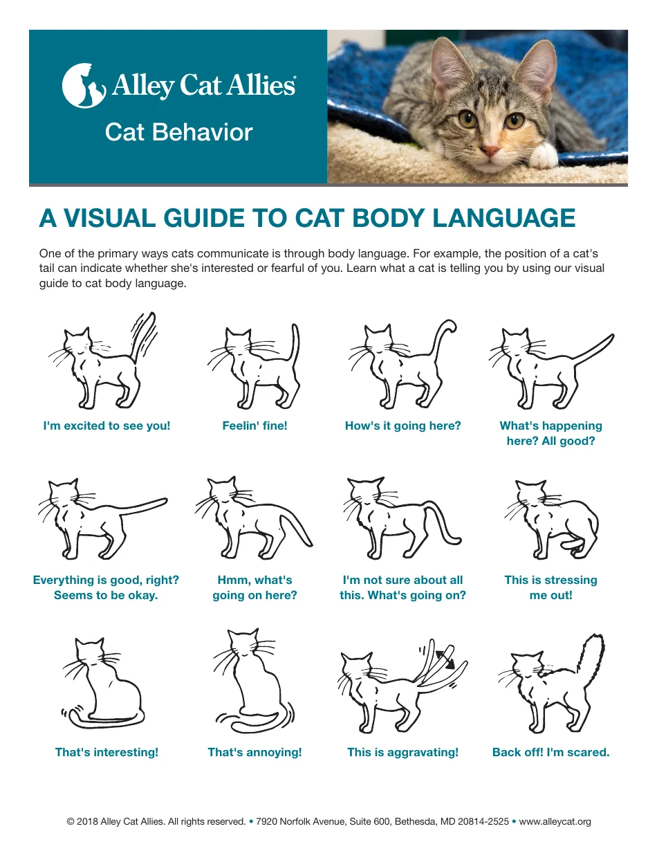 cat body language signals
